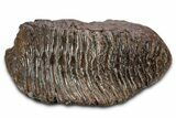 Fantastic, Fossil Woolly Mammoth Upper M Molar - Poland #337197-2